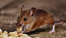 24 Hour & Emergency Exterminators in Meadow Creek, WV